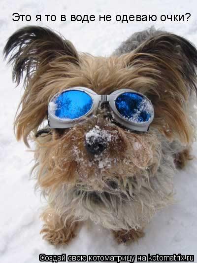 Это я то в воде не одеваю очки?... Котоматрица: Это я то в воде не одеваю очки?
