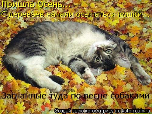 Пришла Осень... С деревьев начали осыпаться кошки... Загнанные туда по весне собаками... Котоматрица: Пришла Осень... С деревьев начали осыпаться кошки... Загнанные туда по весне собаками