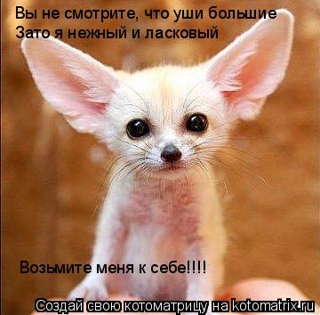 Вы не смотрите, что уши большие Зато я нежный и ласковый Возьмите меня к себе!!!!... Котоматрица: Вы не смотрите, что уши большие Зато я нежный и ласковый Возьмите меня к себе!!!!