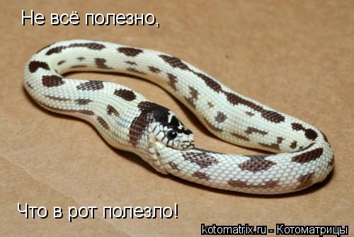 Не всё полезно, Что в рот полезло!... Котоматрица: Не всё полезно, Что в рот полезло!