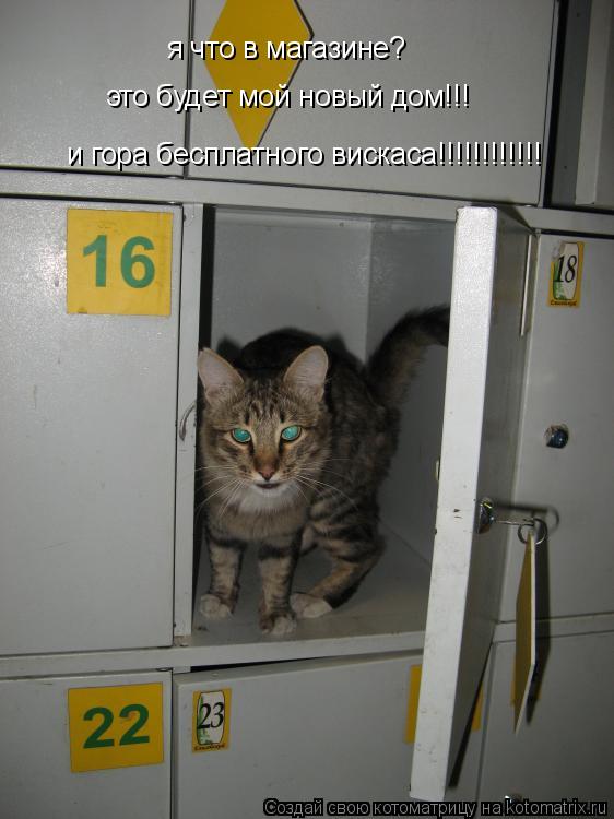 я что в магазине? это будет мой новый дом!!! и гора бесплатного вискаса!!!!!!!!!!!!... Котоматрица: я что в магазине? это будет мой новый дом!!! и гора бесплатного вискаса!!!!!!!!!!!!