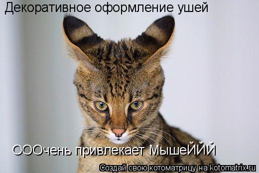 Декоративное оформление ушей ОООчень привлекает МышеЙЙЙ... Котоматрица: Декоративное оформление ушей ОООчень привлекает МышеЙЙЙ
