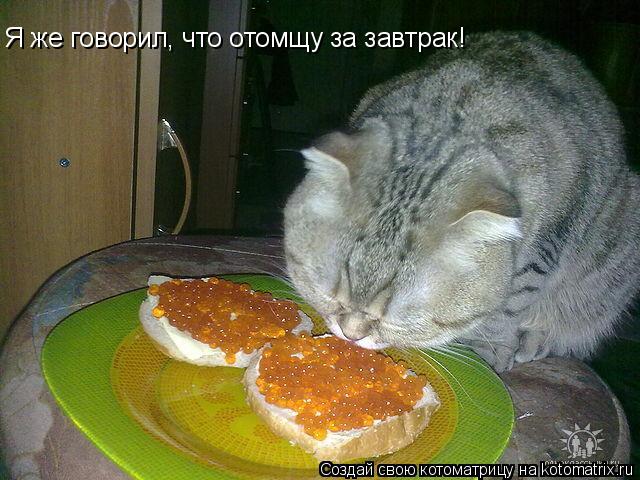 Я же говорил, что отомщу за завтрак!... Котоматрица: Я же говорил, что отомщу за завтрак!