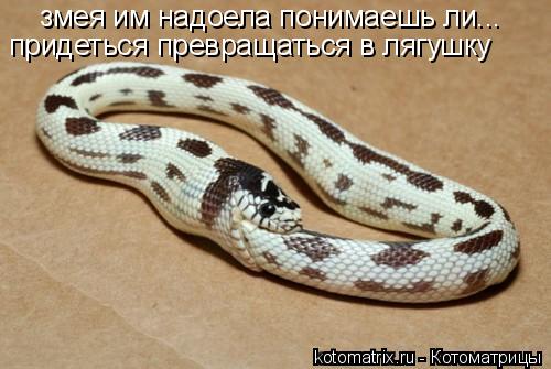змея им надоела понимаешь ли... придеться превращаться в лягушку... Котоматрица: змея им надоела понимаешь ли... придеться превращаться в лягушку