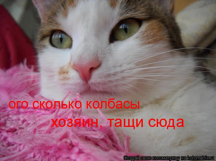 ого сколько колбасы хозяин, тащи сюда... Котоматрица: ого сколько колбасы хозяин, тащи сюда