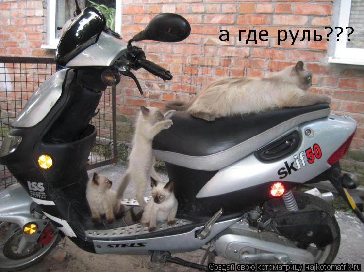 а где руль???... Котоматрица: а где руль???