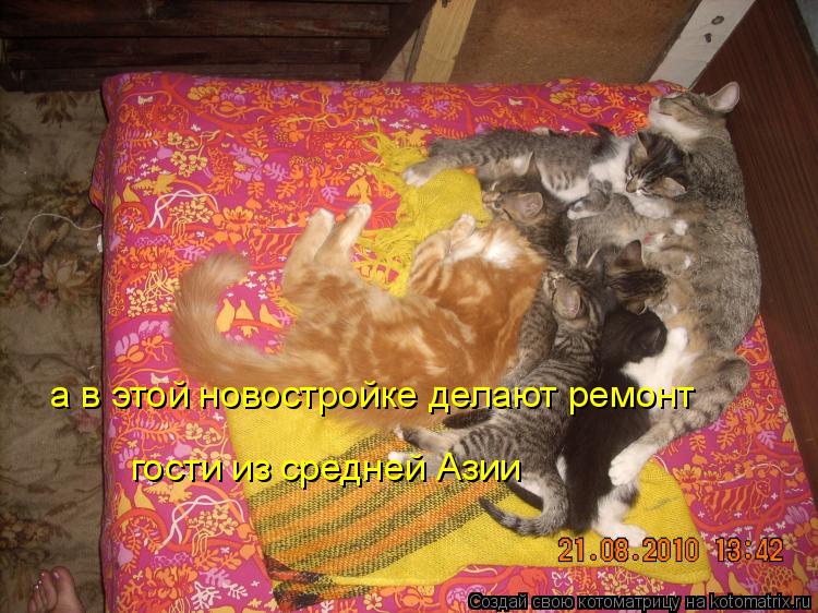 а в этой новостройке делают ремонт гости из средней Азии... Котоматрица: а в этой новостройке делают ремонт гости из средней Азии