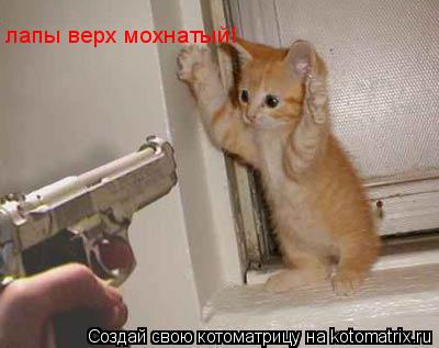 лапы верх мохнатый!... Котоматрица: лапы верх мохнатый!