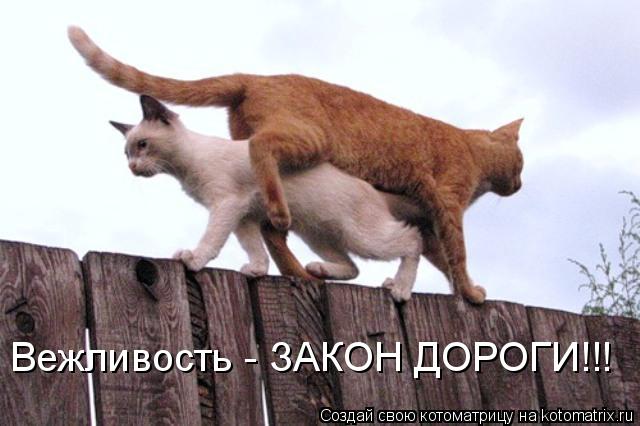 Вежливость - ЗАКОН ДОРОГИ!!!... Котоматрица: Вежливость - ЗАКОН ДОРОГИ!!!