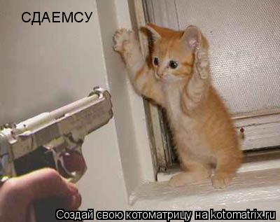 СДАЕМСУ... Котоматрица: СДАЕМСУ