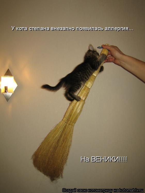 У кота степана внезапно появилась аллергия... На ВЕНИКИ!!!!... Котоматрица: У кота степана внезапно появилась аллергия... На ВЕНИКИ!!!!