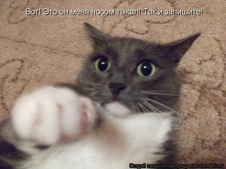 Вот! Это он меня носом тыкал! Так и запишите!... Котоматрица: Вот! Это он меня носом тыкал! Так и запишите!