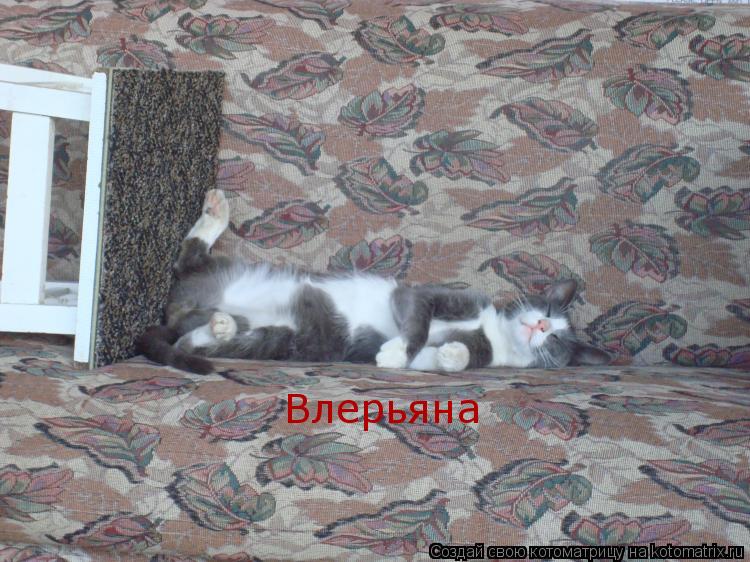 Влерьяна... Котоматрица: Влерьяна