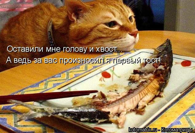 Оставили мне голову и хвост... А ведь за вас произносил я первый тост!... Котоматрица: Оставили мне голову и хвост... А ведь за вас произносил я первый тост!