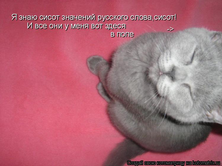 Я знаю сисот значений русского слова,сисот! И все они у меня вот здеся в попе ->... Котоматрица: Я знаю сисот значений русского слова,сисот! И все они у меня вот здеся в попе ->
