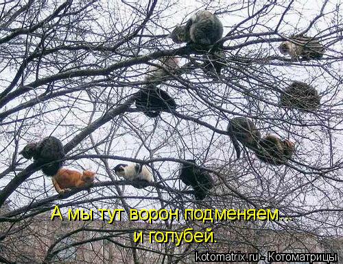 А мы тут ворон подменяем... и голубей.... Котоматрица: А мы тут ворон подменяем... и голубей.