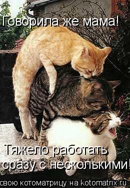 Говорила же мама! Тяжело работать сразу с несколькими!... Котоматрица: Говорила же мама! Тяжело работать сразу с несколькими!