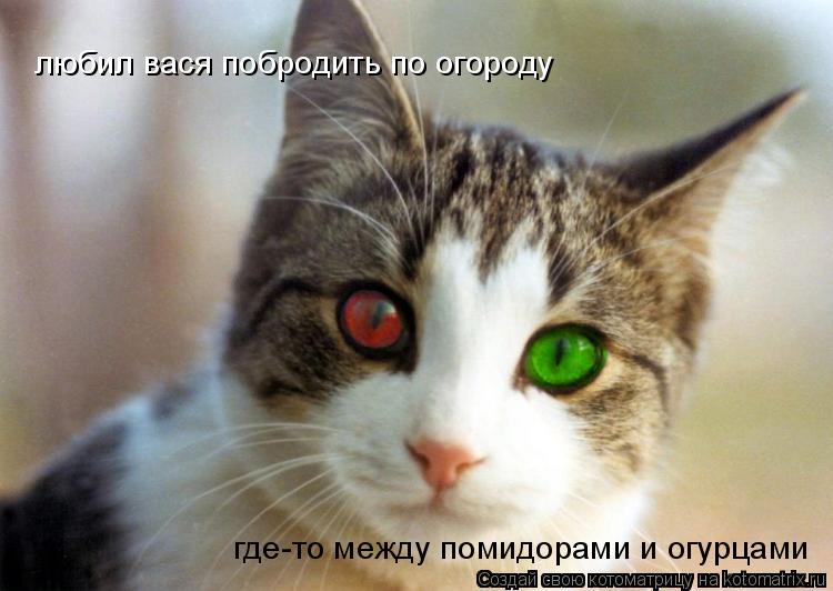 любил вася побродить по огороду где-то между помидорами и огурцами... Котоматрица: любил вася побродить по огороду где-то между помидорами и огурцами