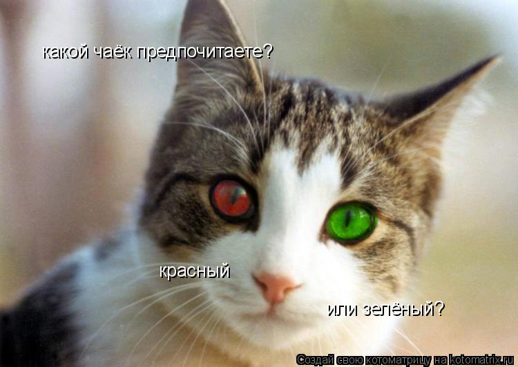 какой чаёк предпочитаете? красный или зелёный?... Котоматрица: какой чаёк предпочитаете? красный или зелёный?