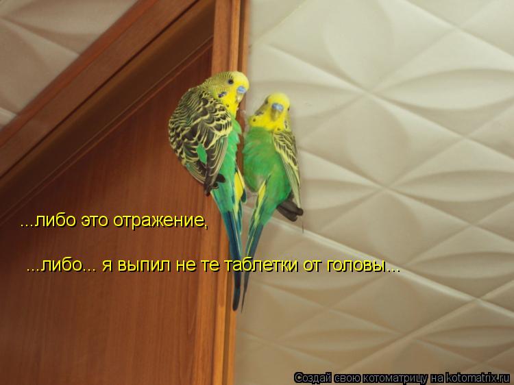 ...либо это отражение, ...либо... я выпил не те таблетки от головы...... Котоматрица: ...либо это отражение, ...либо... я выпил не те таблетки от головы...