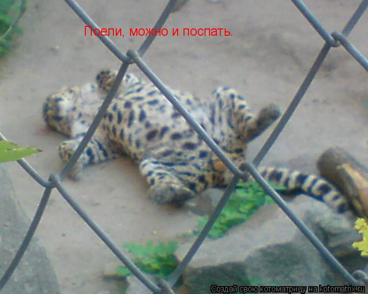 Поели, можно и поспать.... Котоматрица: Поели, можно и поспать.