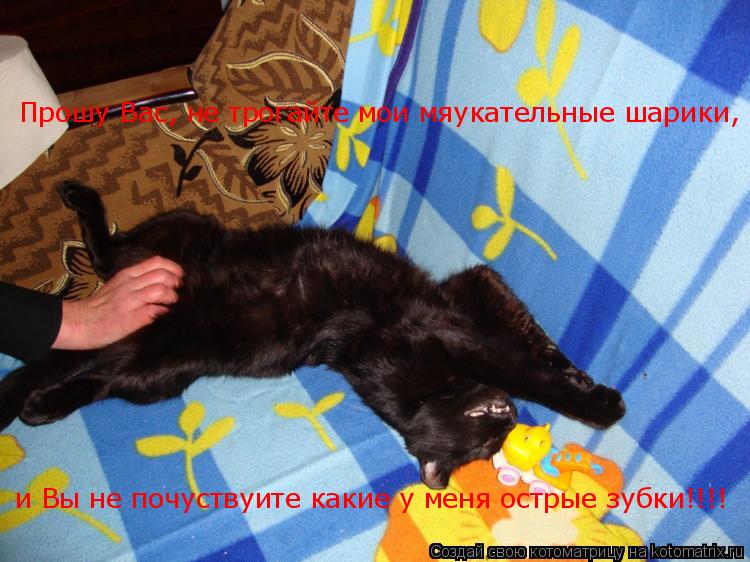 Прошу Вас, не трогайте мои мяукательные шарики, и Вы не почуствуите какие у меня острые зубки!!!!... Котоматрица: Прошу Вас, не трогайте мои мяукательные шарики, и Вы не почуствуите какие у меня острые зубки!!!!