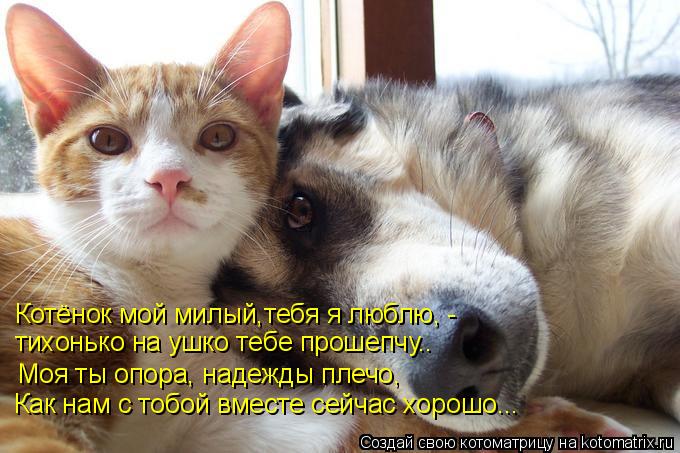 Котёнок мой милый,тебя я люблю, - тихонько на ушко тебе прошепчу.. Моя ты опора, надежды плечо, Как н... Котоматрица: Котёнок мой милый,тебя я люблю, - тихонько на ушко тебе прошепчу.. Моя ты опора, надежды плечо, Как нам с тобой вместе сейчас хорошо...