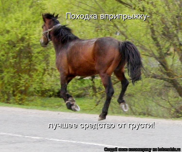 Походка вприпрыжку- лучшее средство от грусти!... Котоматрица: Походка вприпрыжку- лучшее средство от грусти!