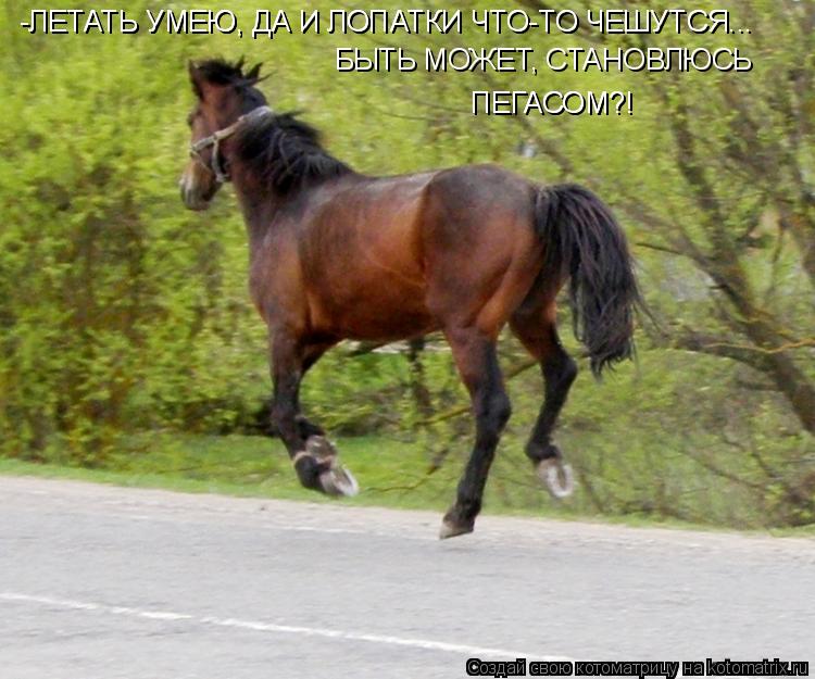 БЫТЬ МОЖЕТ, СТАНОВЛЮСЬ ПЕГАСОМ?! ПЕГАСОМ?! -ЛЕТАТЬ УМЕЮ, ДА И ЛОПАТКИ ЧТО-ТО ЧЕШУТСЯ... -ЛЕТАТЬ УМЕЮ... Котоматрица: БЫТЬ МОЖЕТ, СТАНОВЛЮСЬ ПЕГАСОМ?! ПЕГАСОМ?! -ЛЕТАТЬ УМЕЮ, ДА И ЛОПАТКИ ЧТО-ТО ЧЕШУТСЯ... -ЛЕТАТЬ УМЕЮ, ДА И ЛОПАТКИ ЧТО-ТО ЧЕШУТСЯ...