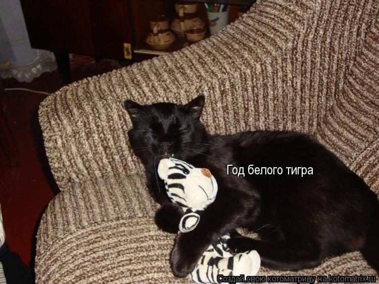 Год белого тигра... Котоматрица: Год белого тигра