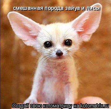 смешанная порода зайуа и лисы... Котоматрица: смешанная порода зайуа и лисы