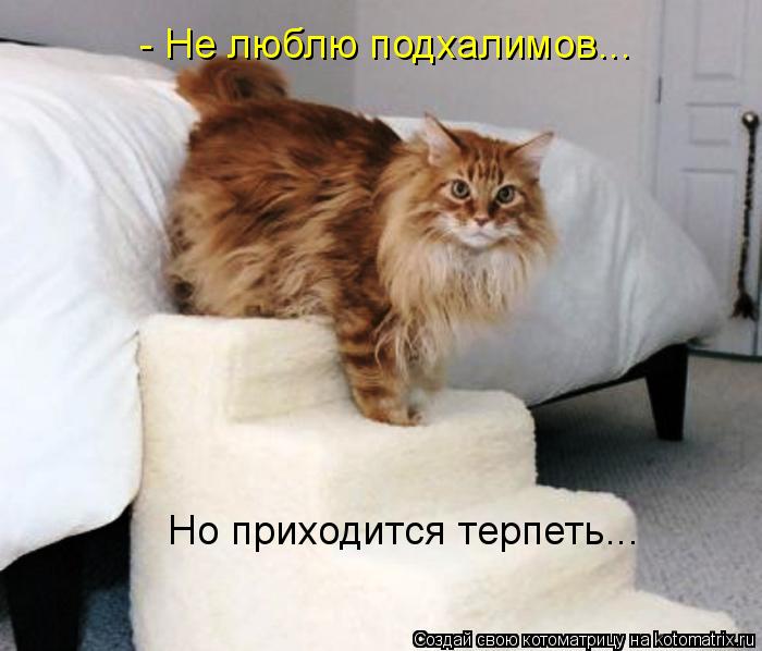 - Не люблю подхалимов... Но приходится терпеть...... Котоматрица: - Не люблю подхалимов... Но приходится терпеть...