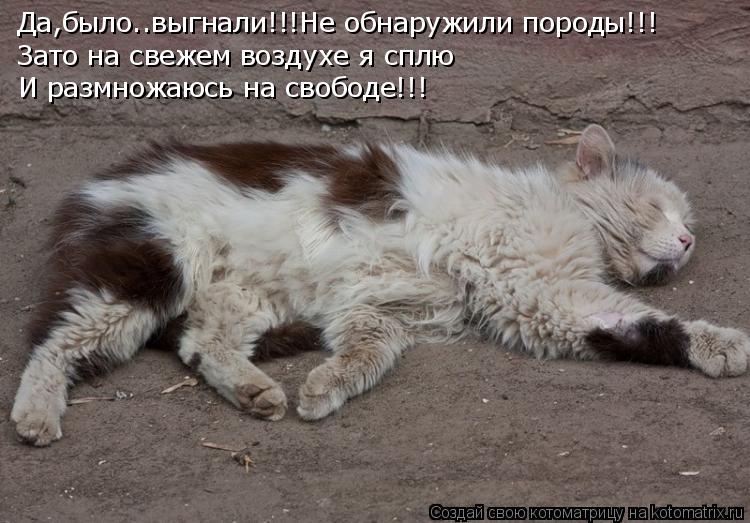 Котоматрица: Да,было..выгнали!!!Не обнаружили породы!!! Зато на свежем воздухе я сплю И размножаюсь на свободе!!!