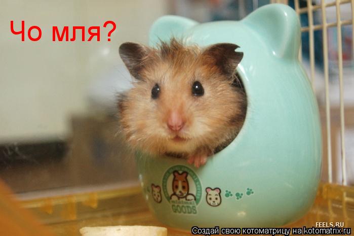 Чо мля?... Котоматрица: Чо мля?
