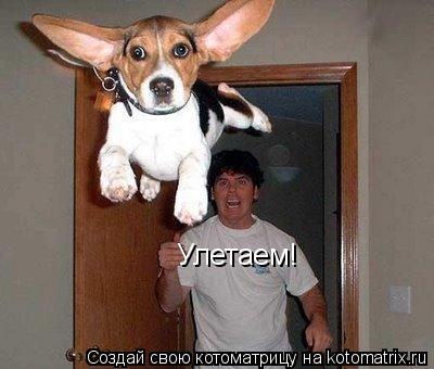 Улетаем!... Котоматрица: Улетаем!