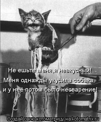 Не ешьте меня,я невкусный! Меня однажды укусила собака и у неё потом было несварение!... Котоматрица: Не ешьте меня,я невкусный! Меня однажды укусила собака и у неё потом было несварение!
