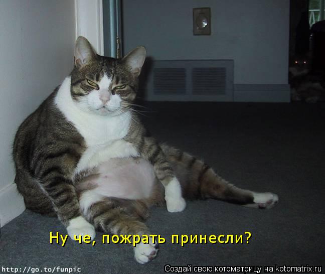 Ну че, пожрать принесли?... Котоматрица: Ну че, пожрать принесли?