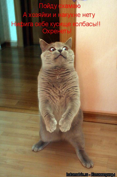Нифига себе кусище колбасы!! Охренеть! А хозяйки и накухне нету Пойду схамаю... Котоматрица: Нифига себе кусище колбасы!! Охренеть! А хозяйки и накухне нету Пойду схамаю