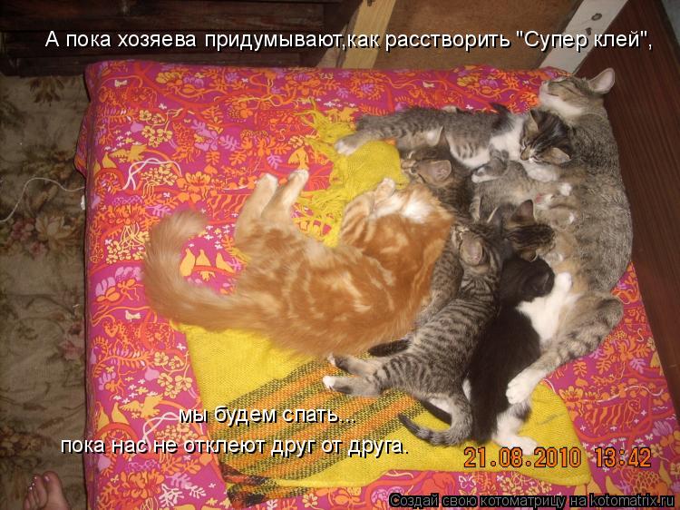 А пока хозяева придумывают,как расстворить "Супер клей", мы будем спать... пока нас не отклеют друг о... Котоматрица: А пока хозяева придумывают,как расстворить "Супер клей", мы будем спать... пока нас не отклеют друг от друга.