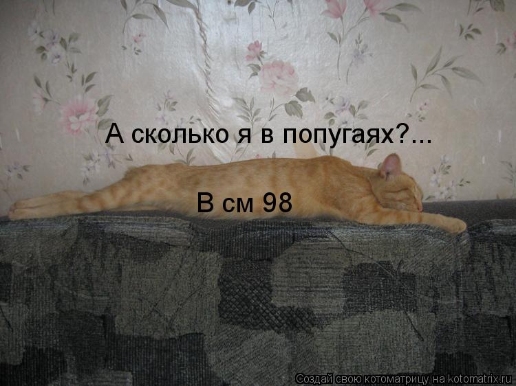 А сколько я в попугаях?... В см 98... Котоматрица: А сколько я в попугаях?... В см 98