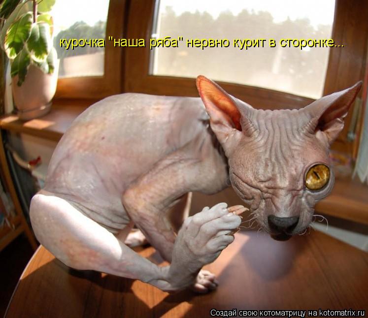 курочка "наша ряба" нервно курит в сторонке...... Котоматрица: курочка "наша ряба" нервно курит в сторонке...