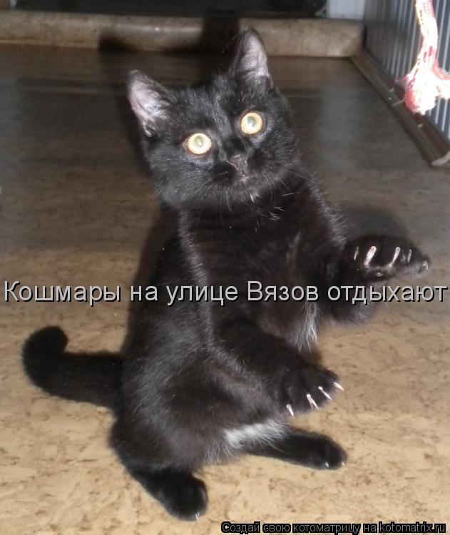 Кошмары на улице Вязов отдыхают... Котоматрица: Кошмары на улице Вязов отдыхают