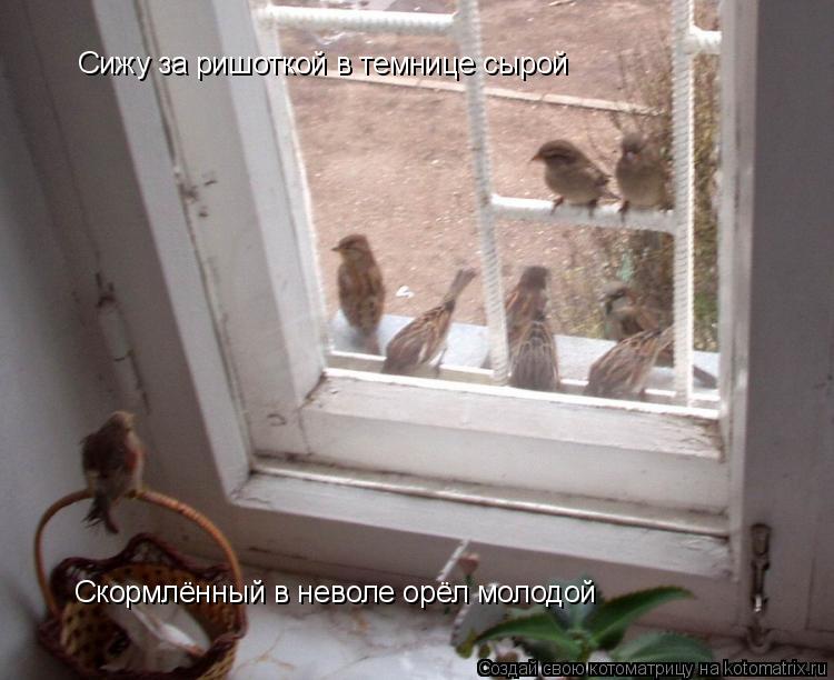 Сижу за ришоткой в темнице сырой Скормлённый в неволе орёл молодой... Котоматрица: Сижу за ришоткой в темнице сырой Скормлённый в неволе орёл молодой