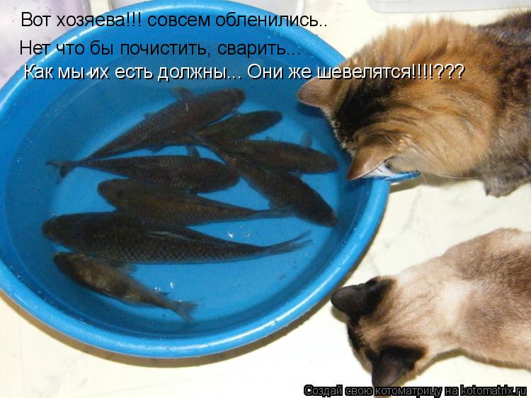 Вот хозяева!!! совсем обленились.. Нет что бы почистить, сварить... Как мы их есть должны... Они же ш... Котоматрица: Вот хозяева!!! совсем обленились.. Нет что бы почистить, сварить... Как мы их есть должны... Они же шевелятся!!!!???