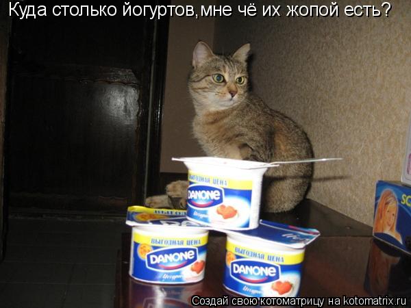 Куда столько йогуртов,мне чё их жопой есть?... Котоматрица: Куда столько йогуртов,мне чё их жопой есть?