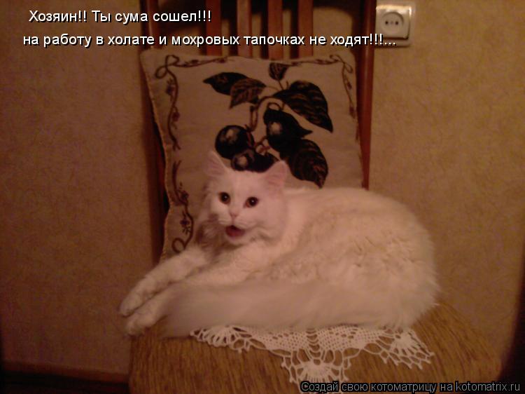 Хозяин!! Ты сума сошел!!! на работу в холате и мохровых тапочках не ходят!!!...... Котоматрица: Хозяин!! Ты сума сошел!!! на работу в холате и мохровых тапочках не ходят!!!...