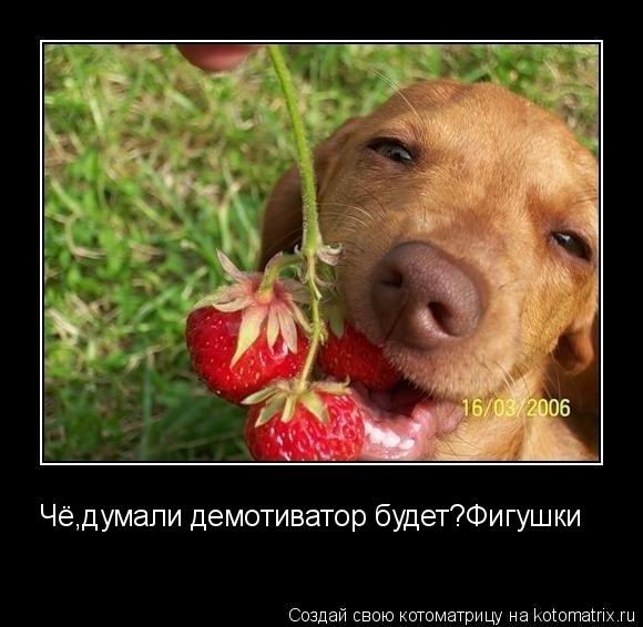 Чё,думали демотиватор будет?Фигушки... Котоматрица: Чё,думали демотиватор будет?Фигушки