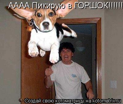 АААА Пикирую в ГОРШОК!!!!!!!!!... Котоматрица: АААА Пикирую в ГОРШОК!!!!!!!!!