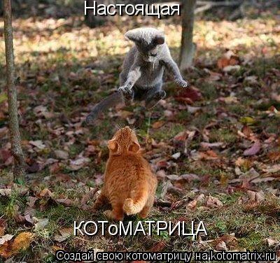Настоящая КОТоМАТРИЦА... Котоматрица: Настоящая КОТоМАТРИЦА