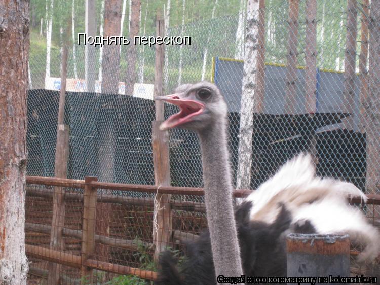 Поднять перескоп... Котоматрица: Поднять перескоп